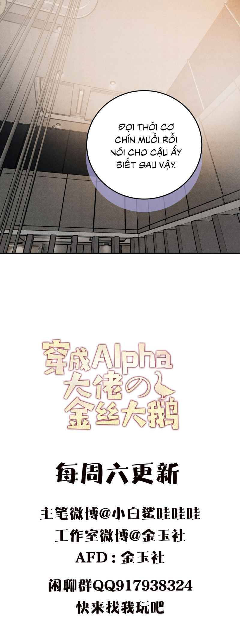 Xuyên Thành Con Ngỗng Vàng Của Đại Lão Alpha Chap 14 - Next 